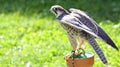 Peregrine Falcon perched on a trestle