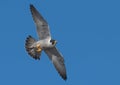 Peregrine Falcon