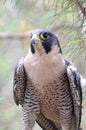 Peregrine Falcon