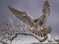 Peregrine Falcon