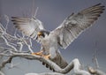 Peregrine Falcon