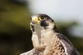 Peregrine Falcon