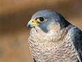 Peregrine Falcon portrait Falco peregrinus Royalty Free Stock Photo