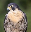 Peregrine falcon portrait with green background, Montreal