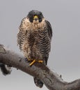 Peregrine Falcon Portrait