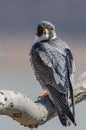 Peregrine Falcon Portrait