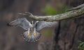 Peregrine Falcon in New Jersey Royalty Free Stock Photo