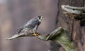Peregrine Falcon in New Jersey Royalty Free Stock Photo