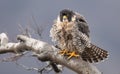 Peregrine Falcon Portrait