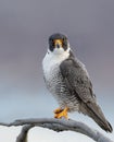 Peregrine Falcon Portrait