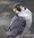 Peregrine Falcon Portrait