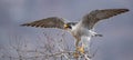 Peregrine Falcon Portrait