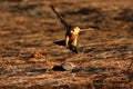 Peregrine falcon on prey