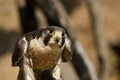 Peregrine falcon Royalty Free Stock Photo