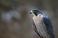 Peregrine Falcon Profile