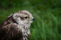 A Peregrine falcon closeup in a falcrony in saarburg, copy space Royalty Free Stock Photo