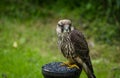 A Peregrine falcon closeup in a falcrony in saarburg, copy space Royalty Free Stock Photo