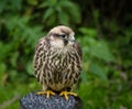 A Peregrine falcon closeup in a falcrony in saarburg, copy space Royalty Free Stock Photo