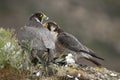 Peregrine falcon on the rock, Couple sharing their prey, a Dove, Falco peregrinus Royalty Free Stock Photo