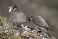 Peregrine falcon on the rock. Bird of prey, Couple sharing their prey, Falco peregrinus Royalty Free Stock Photo