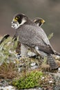 Peregrine falcon on the rock. Bird of prey, Couple sharing their prey, Falco peregrinus Royalty Free Stock Photo