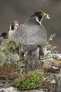 Peregrine falcon on the rock. Couple sharing their prey, a Dove, Falco peregrinus Royalty Free Stock Photo