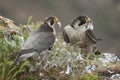 Peregrine falcon on the rock, Couple sharing their prey, a Dove, Falco peregrinus Royalty Free Stock Photo