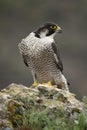Peregrine falcon on the rock. Bird of prey, Falco peregrinus Royalty Free Stock Photo