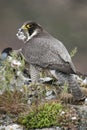 Peregrine falcon. Bird of prey, female portrait, Falco peregrinus Royalty Free Stock Photo