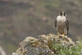 Peregrine falcon on the rock. Bird of prey, female, Falco peregrinus Royalty Free Stock Photo