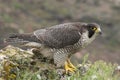 Peregrine falcon on the rock. Bird of prey, female, Falco peregrinus