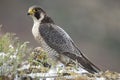 Peregrine falcon on the rock. Bird of prey, female, Falco peregrinus