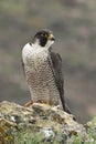 Peregrine falcon on the rock, female portrait, Falco peregrinus Royalty Free Stock Photo