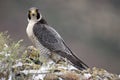 Peregrine falcon on the rock. female portrait, Falco peregrinus Royalty Free Stock Photo