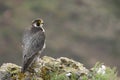 Peregrine falcon, Bird of prey, Male portrait, Falco peregrinus Royalty Free Stock Photo