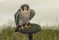 Peregrine Falcon sat on a wooden stand at a county fair Royalty Free Stock Photo