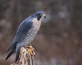 Peregrine Falcon Sideview Royalty Free Stock Photo