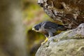 Peregrine Falcon sitting in rock. Rare bird in nature habitat. Falcon in the Czech mountain Ceske Svycarsko National Park. Bird of