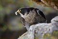 Peregrine Falcon sitting in rock. Rare bird in nature habitat. Falcon in the Czech mountain Ceske Svycarsko National Park. Bird of