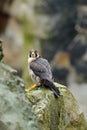 Peregrine Falcon sitting in rock. Rare bird in nature habitat. Falcon in the Czech mountain Ceske Svycarsko National Park. Bird of