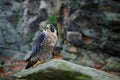 Peregrine Falcon sitting in the rock with, Rare bird in the nature habitat. Falcon in the Czech mountain Ceske Svycarsko National