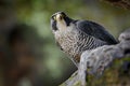 Peregrine Falcon sitting in rock. Rare bird in nature habitat. Falcon in the Czech mountain Ceske Svycarsko National Park. Bird of