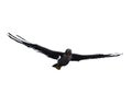 Peregrine falcon soaring overhead with wings spread wide. 3D illustration isolated on white with clipping path