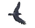 Peregrine falcon soaring with wings spread viewed from above. 3D rendering isolated on white with clipping path