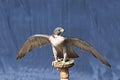 Peregrine falcon on a stand with wings spread