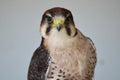 Peregrine Falcon staring at the camera Royalty Free Stock Photo