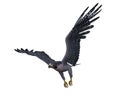 Peregrine falcon swooping down to catch prey. 3D illustration isolated on white with clipping path