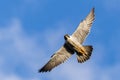 Peregrine falcon Vandrefalk Finnmark