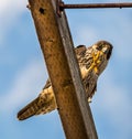 Razor tip Peregrine Falcon