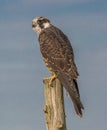 Perched Peregrine Falcon